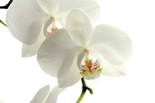biela orchidea.jpg